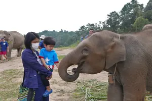 Tour image of 3-in-1: Doi Inthanon Tour, Elephant Sanctuary, and Trekking Trail