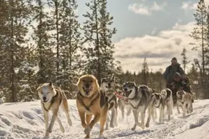 Tour image of Overnight Wilderness Cabin Stay and Dog Sledding Expedition near Kiruna