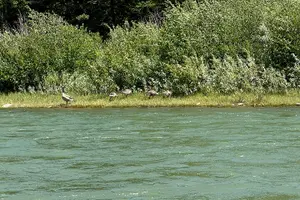 Tour image of Scenic Float Trip on the Snake River in Grand Teton National Park