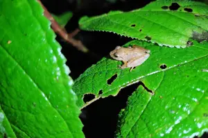 Tour image of Monteverde Night Tour Unique Experience