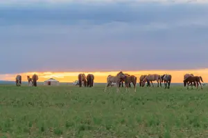 Tour image of Gobi desert Mongolia for 8 days