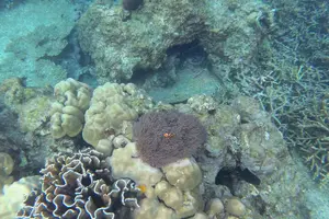 Tour image of Tioman Coral Island Snorkeling & Island Hopping Tour