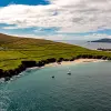 Image of Dolphin Watching