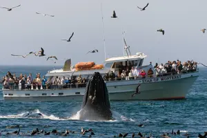 Tour image of Whale Watching Tour