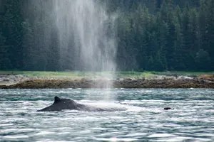 Tour image of Narrated Whale Watching Cruise with Glacier View Stop
