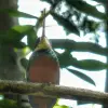 Image of Nature and Wildlife Tours