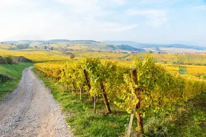 Tour image of Alsace villages half day tour from Colmar