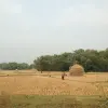 Image of Plantation Tours