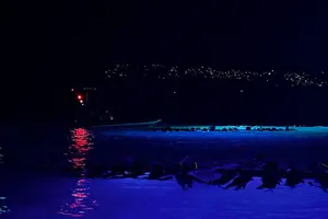 Tour image of Manta Ray Night Snorkel