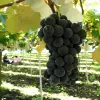 Image of Eco Tours