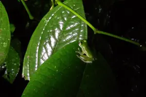 Tour image of Nativos Corcovado Night Hike in DrakeBay