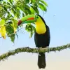 Image of Bird Watching