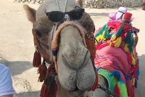 Tour image of Day Trip to the Dead Sea Valley with GaryTheGuide