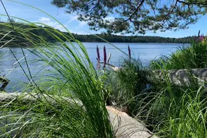 Tour image of Stockholm: Sunset Hike in Tyresta National Park with Meal