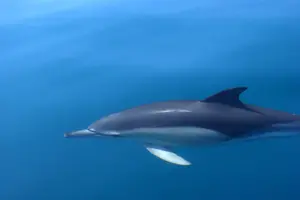 Tour image of Cheapest Family Friendly Boat Trip From Vilamoura Algarve