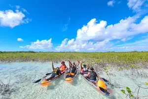 Tour image of Mangrove Clear Kayak Tour