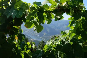 Tour image of Douro Valley Small-Group Tour with Wine Tasting, Lunch and Boat