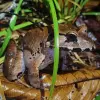 Image of Nature and Wildlife Tours