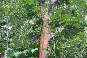 Tour image of Private Hiking Tour in British Virgin Island with the Best 360 View