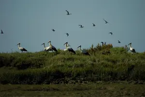 Tour image of 2-hour Bird Watching Guided Boat Trip in Ria Formosa from Faro Algarve