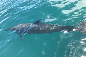 Tour image of Whale Watching with Snorkeling and Fishing in Puerto Jiménez