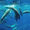 Image of Dolphin Watching