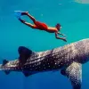 Image of Dolphin Watching