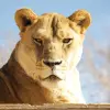 Image of Zoos & Wildlife Parks