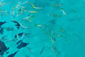 Tour image of All-Inclusive Private Charter to Icacos or Palomino Islands