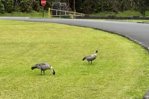 Tour image of Private Shore Excursion Hilo Volcanoes National Park up to 10 PPL