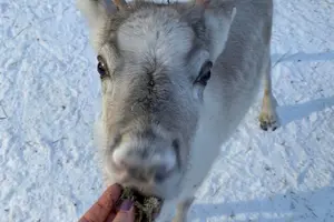 Tour image of Lapland Reindeer and Husky Safari from Levi