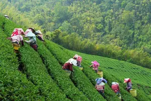 Tour image of Private Hangzhou Tea Plantation and Garden Tour with Lunch