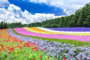 Tour image of 2025 Biei Blue Pond "Aoi-Ike", Asahiyama Zoo and Farm Tomita