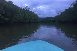 Tour image of Mangrove Cruise with Fireflies Tour Including Dinner from Sandakan