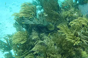 Tour image of Starfish Point, Stingray City & Coral Garden (3-STOP Adventure)