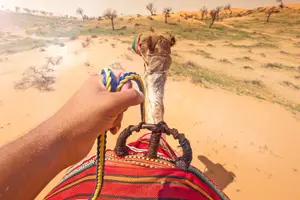 Tour image of Sunset Camel Ride Including BBQ Dinner From Ras Al Khaimah