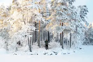 Tour image of Winter Wonderland Hike in a National Park