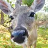 Image of Safaris