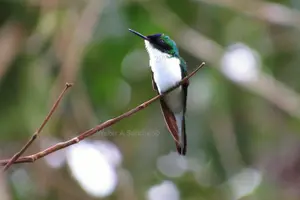 Tour image of The Early Birds