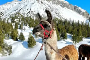Tour image of Guided llama hike with traditional raclette