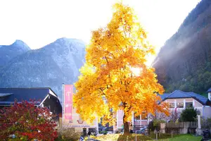Tour image of Alpine Hallstatt Day Trip from Vienna incl. Admont Abbey Visit