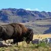 Image of Wildlife Watching