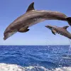 Image of Dolphin Watching