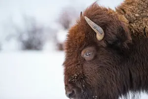 Tour image of Private Small-Group Yellowstone Tour with Lunch