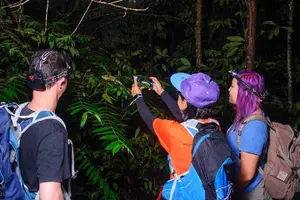 Tour image of Small-Group Tortuguero National Park Night Walk in Costa Rica