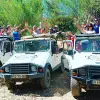 Image of Wildlife Encounters