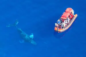 Tour image of Maui Whale-Watching Tour by Raft from Kihei