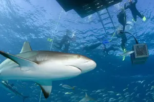 Tour image of Nassau Shore Excursion: Bahamas Snorkel Adventure