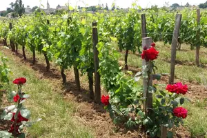 Tour image of Saint Emilion Wine Tour Tasting Half Day from Bordeaux