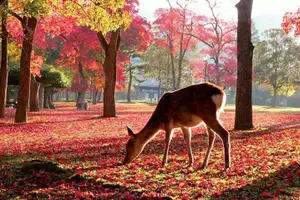 Tour image of Osaka & Kyoto & Nara Top Hightlights English Speaking Tour